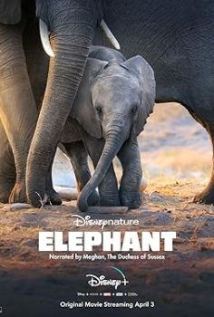 Elephant (2020)