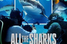 Bir Dünya Köpek Balığı – All the Sharks